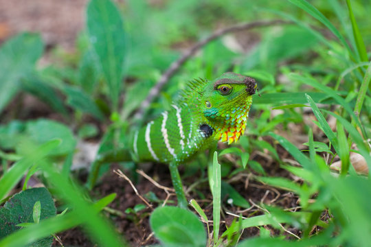 Garden lizard