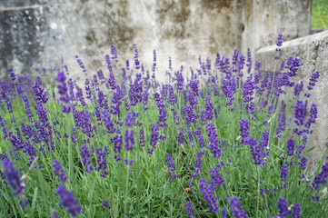 purple flowers of lavender bushes closeup with gray background