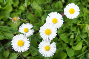 white daisies in grass © skymoon13