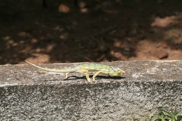 caméléon à la réunion