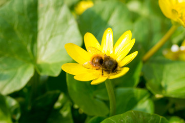 Ficaria verna lutik spring background close up