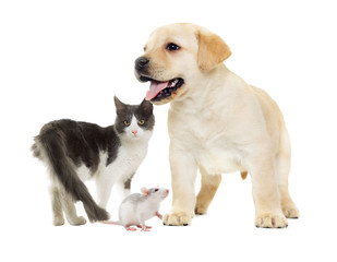 cat and puppy Labrador and rat