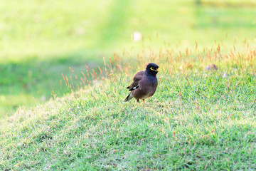 Common Myna, Indian Myna, Mynah (Acridotheres Tristis Tristis) on grass.