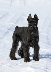 The black puppy costs on snow