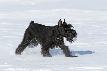 The black dog runs on snow