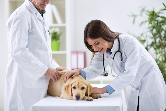Teamwork veterinarian examining the dog