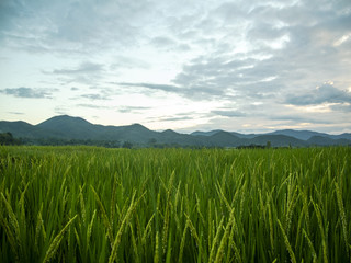 Green field, sunset, Pai, Thailand