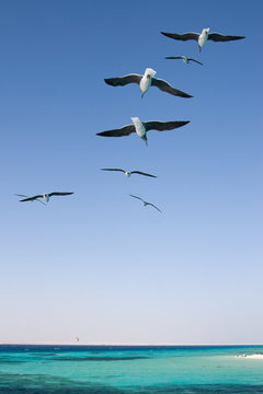 Seagulls over the red sea