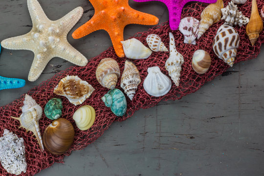 Sea shells on wood background