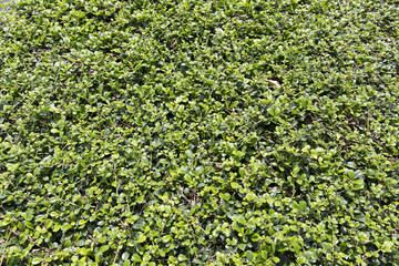 Natural green background 