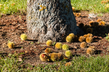 sweet chestnut tree trunk with chestnuts