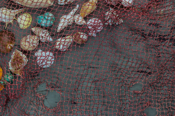 Sea shells on wood background