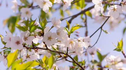 Fototapeta na wymiar Beautiful sakura in spring time, Miyazaki,Japan
