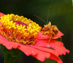 Grasshopper on the flower