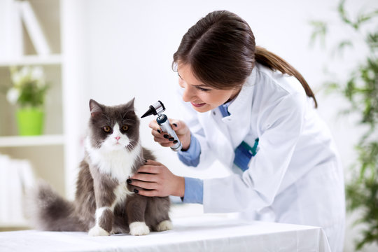 Examination at a veterinarian's office