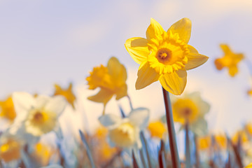 Obraz premium Spring Daffodil Flowers Background, Vivid Pastel Colors