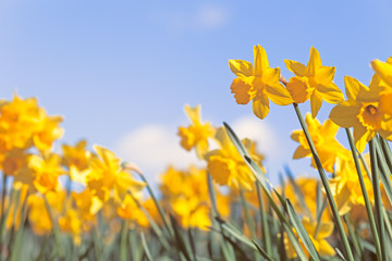 Fototapeta premium Yellow Daffodil Flowers on Blue Sky Background, Wild Spring Meadow