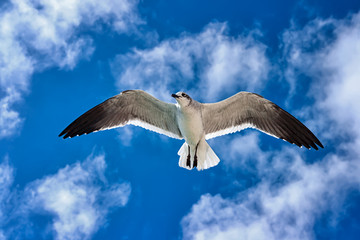 Seagull flying