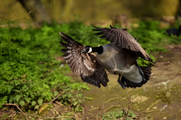 Canada Goose, Branta canadensis