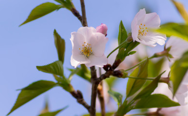 Beautiful sakura in spring time, Miyazaki,Japan