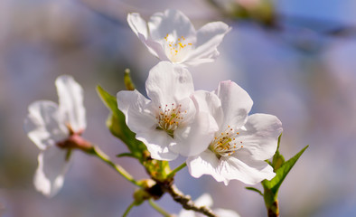 Beautiful sakura in spring time, Miyazaki,Japan