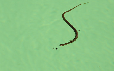 Snake in the Swimming Pool