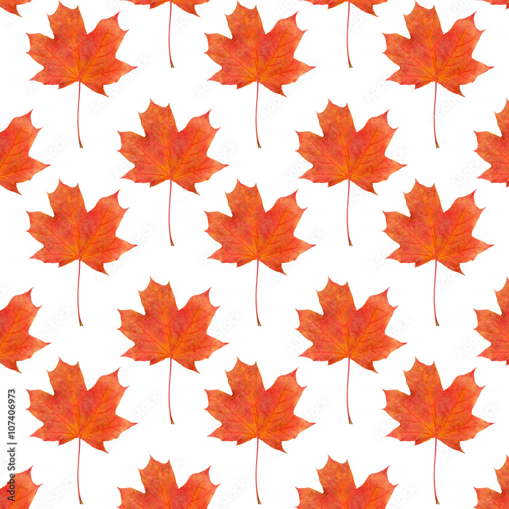 Canvas Prints pattern maple leaf red autumn