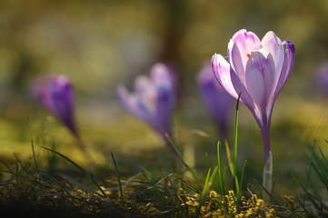 Purple crocus flower at spring