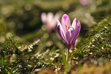 Purple crocus flower at spring