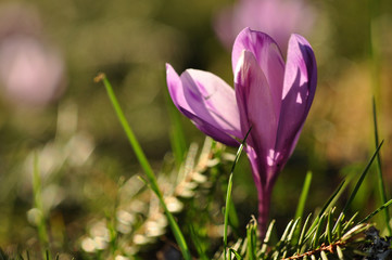 Purple crocus flower at spring