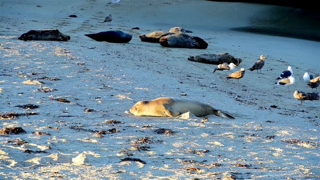 Seals on the rocks to sleep, sunbathe
