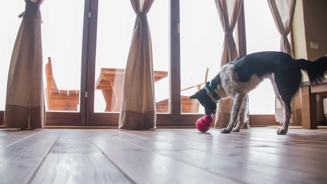 Puppy playing with Biscuit Ball Treat Holder