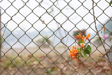 orange flower on mesh fence