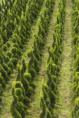 Outdoor nursery in Tuscany