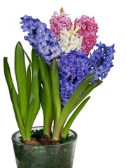 flowers of hyacinth