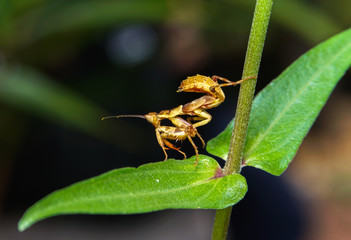 Grasshopper
