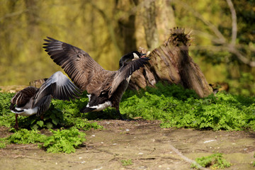 Canada Goose, Branta canadensis
