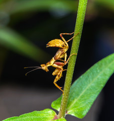 Grasshopper
