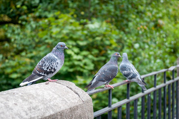 pigeons sitting on a railing