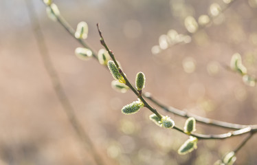 Blooming willow in springtime