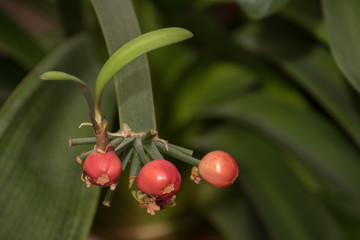neues Leben aus dem Samen an der Mutterpflanze Clyvia