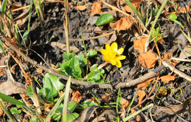 Yellow buttercup 