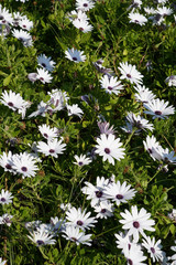 white Osteospermum flowers as a background