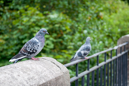 pigeons sitting on a railing