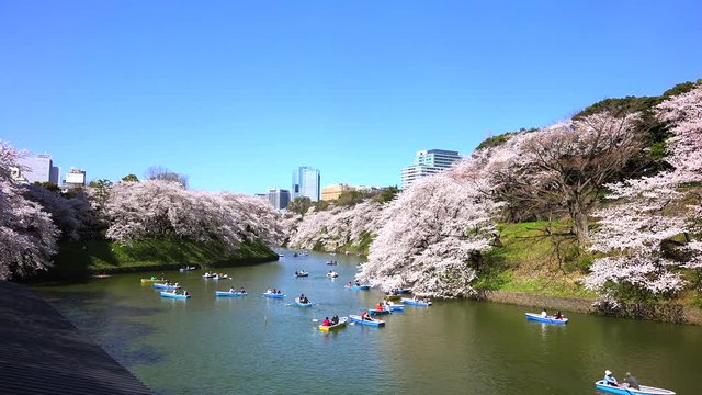 Cherry Blossoms,sakura,さくら 桜