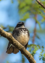 White throated fantail perched on a tree branch