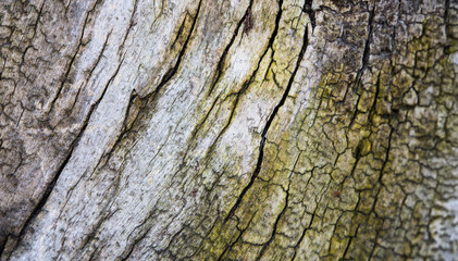 tree bark with cracks
