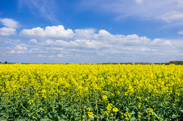 Fototapeta premium RAPESEED FIELD