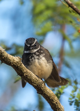 White Throated Fantail Perched On A Tree Branch