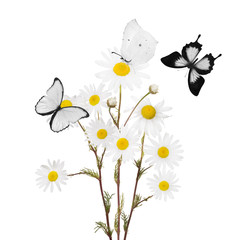 bunch of white fine chamomile flowers and butterflies